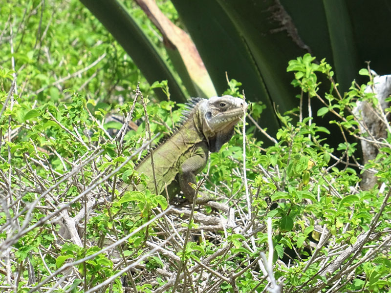 8-iguane