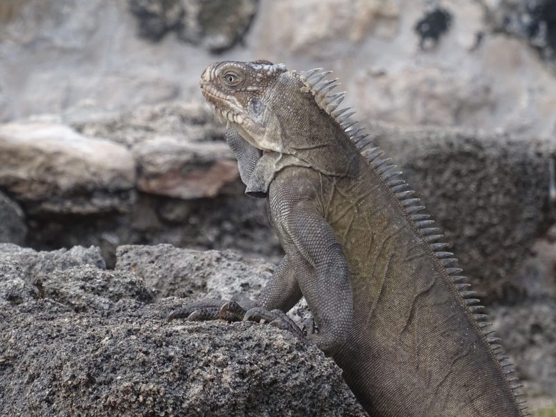 iguane-1
