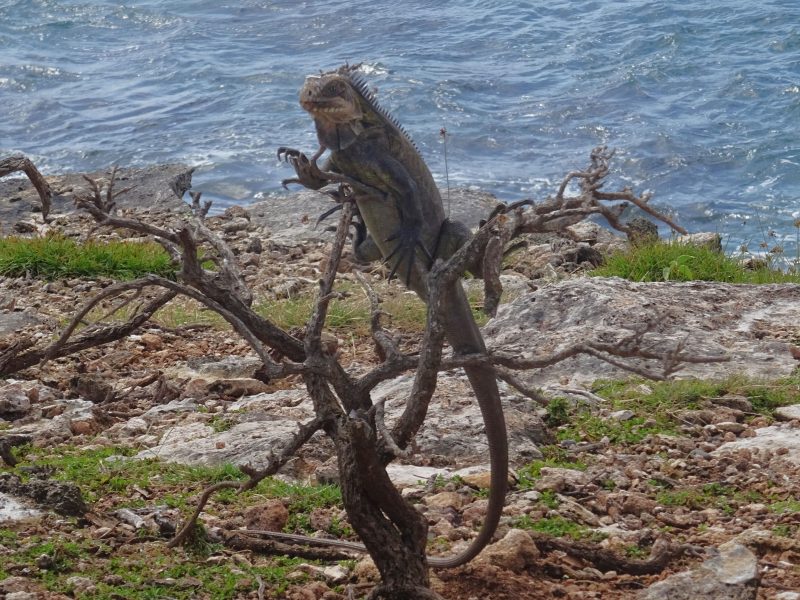 iguane-2
