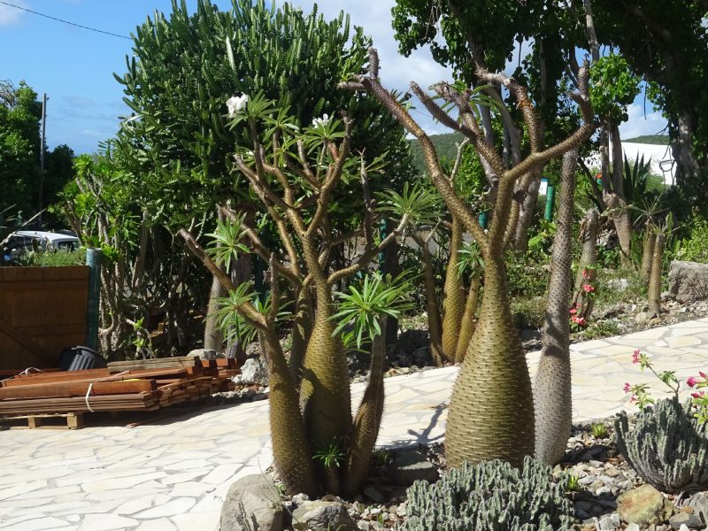 jardin-1