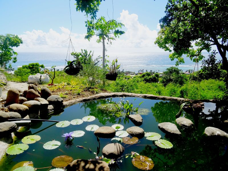 jardin-4