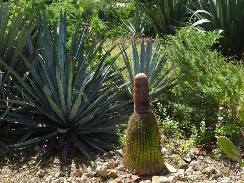 jardin-7